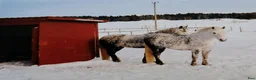  stallplats finnes: Stallplats - Annons 1