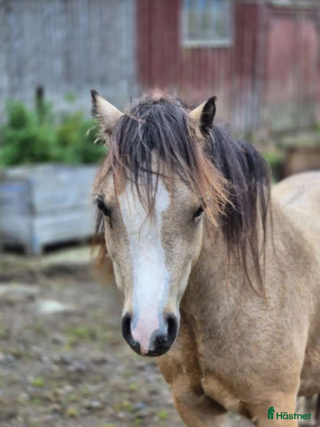 Allround hästar till salu: Underbart 3 åringt Welsh mountain sto i Fotskäl - Annons 3