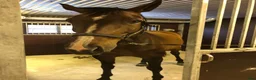  stallplats finnes: Hela stallet & Cottage Rent– Run Your Own Business - Annons 15