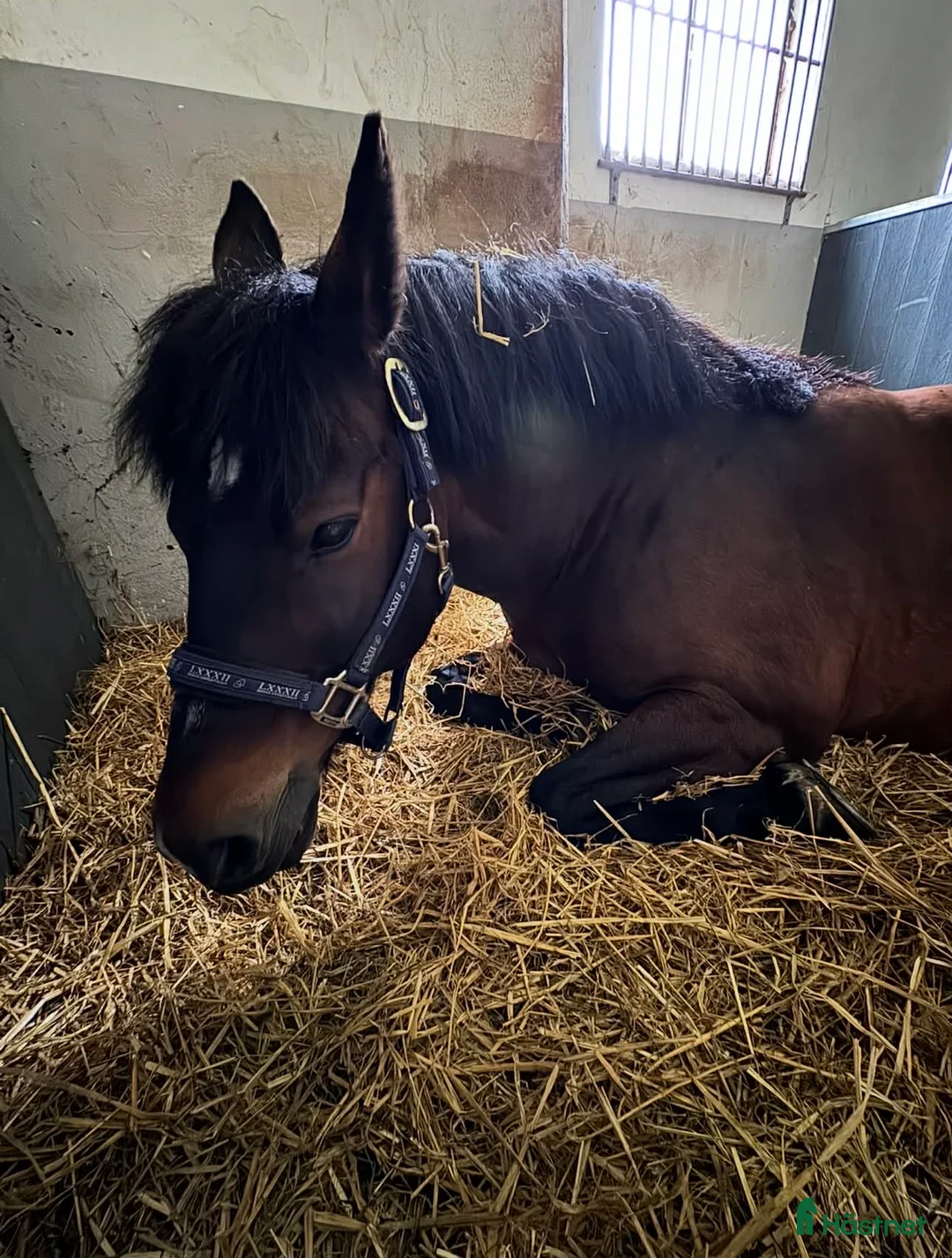  foderhäst finnes: Världens bästa ponny för sällskap/promenadridning - Annons 4