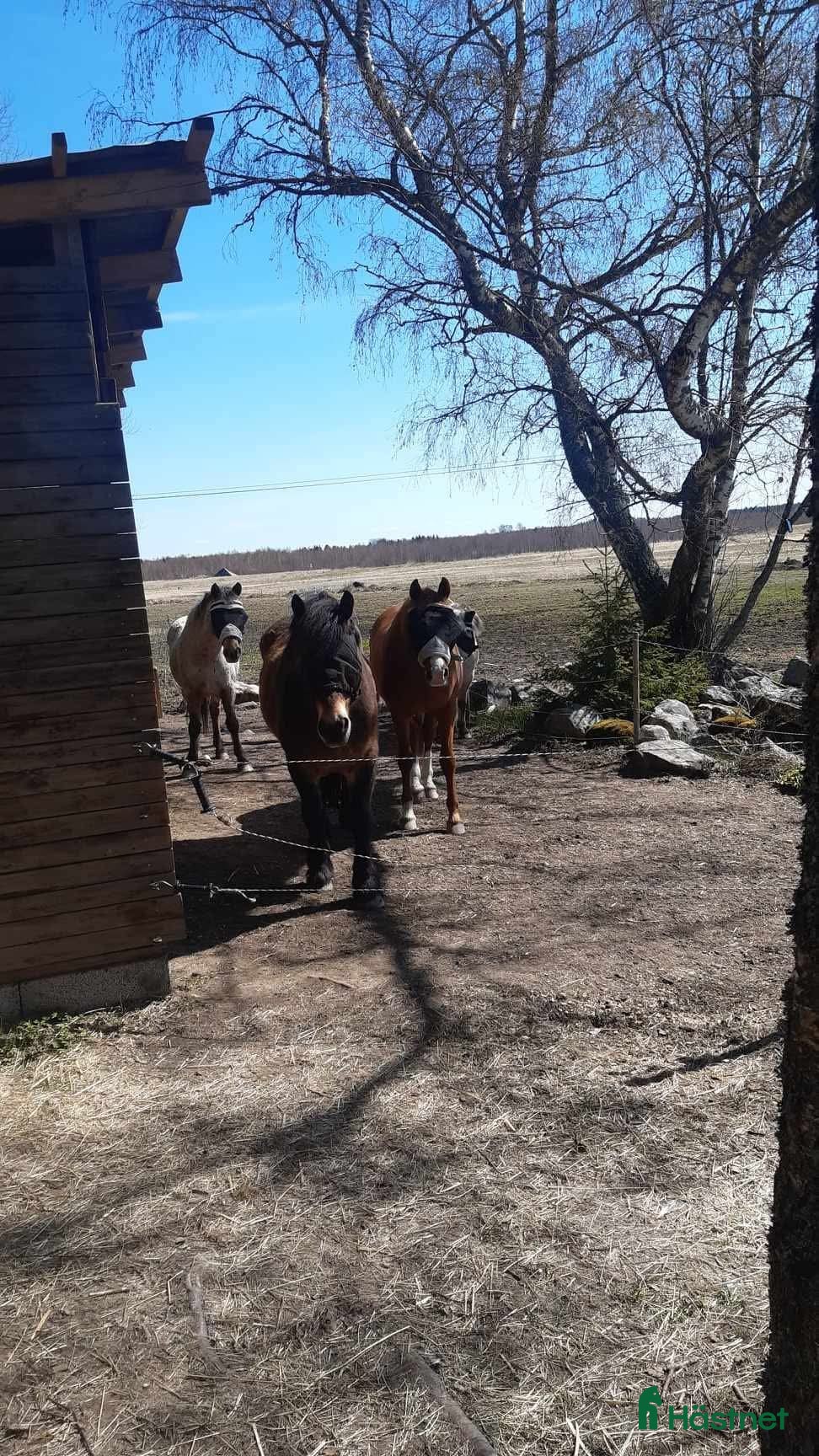  stallplats Lösdriftsplats i närheten av Bälinge  - Annons 2