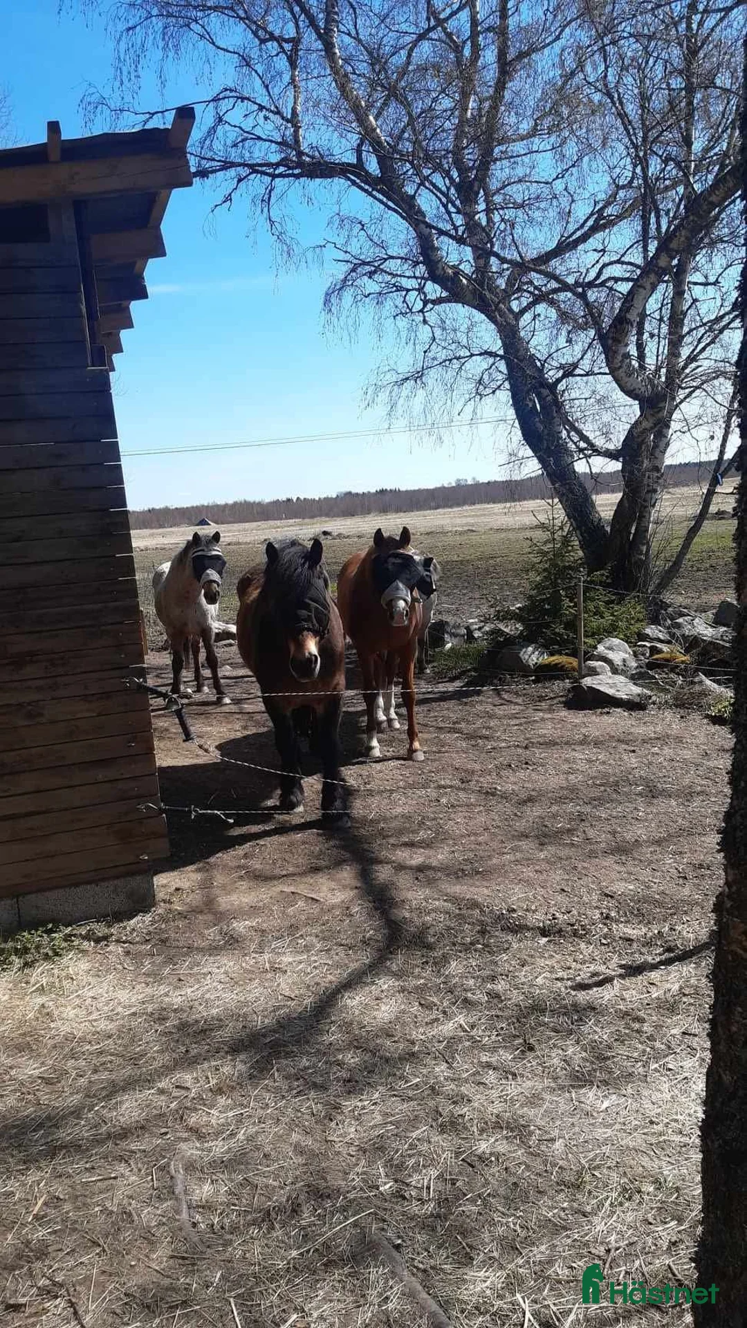  stallplats finnes: Lösdriftsplats i närheten av Bälinge  - Annons 1