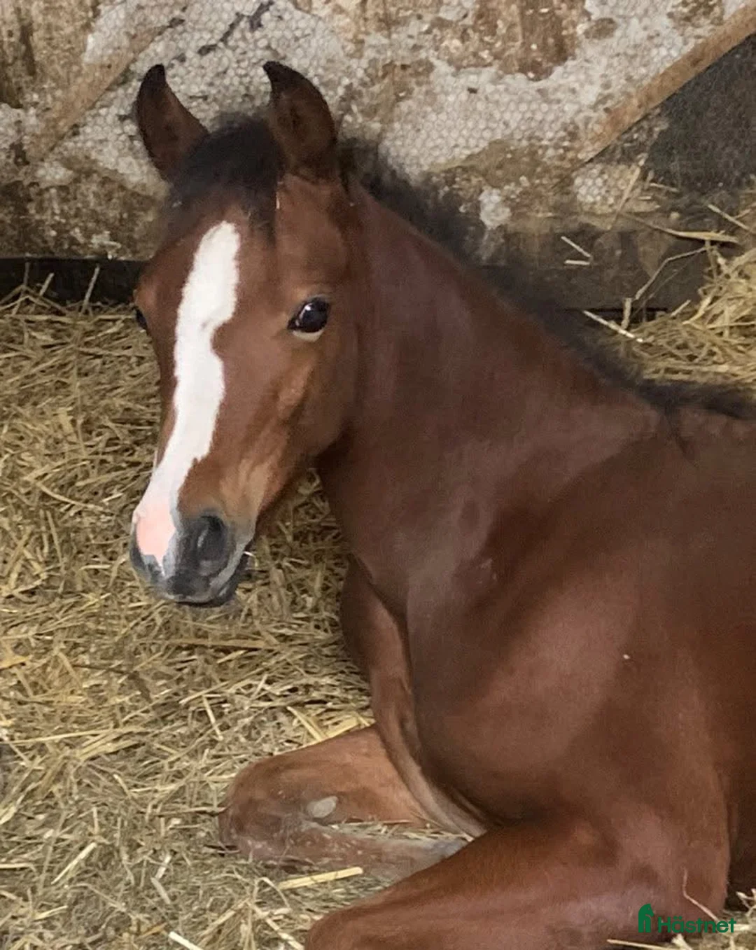 Allround hästar till salu: Sportsponni hingst for fremtiden  - Annons 3