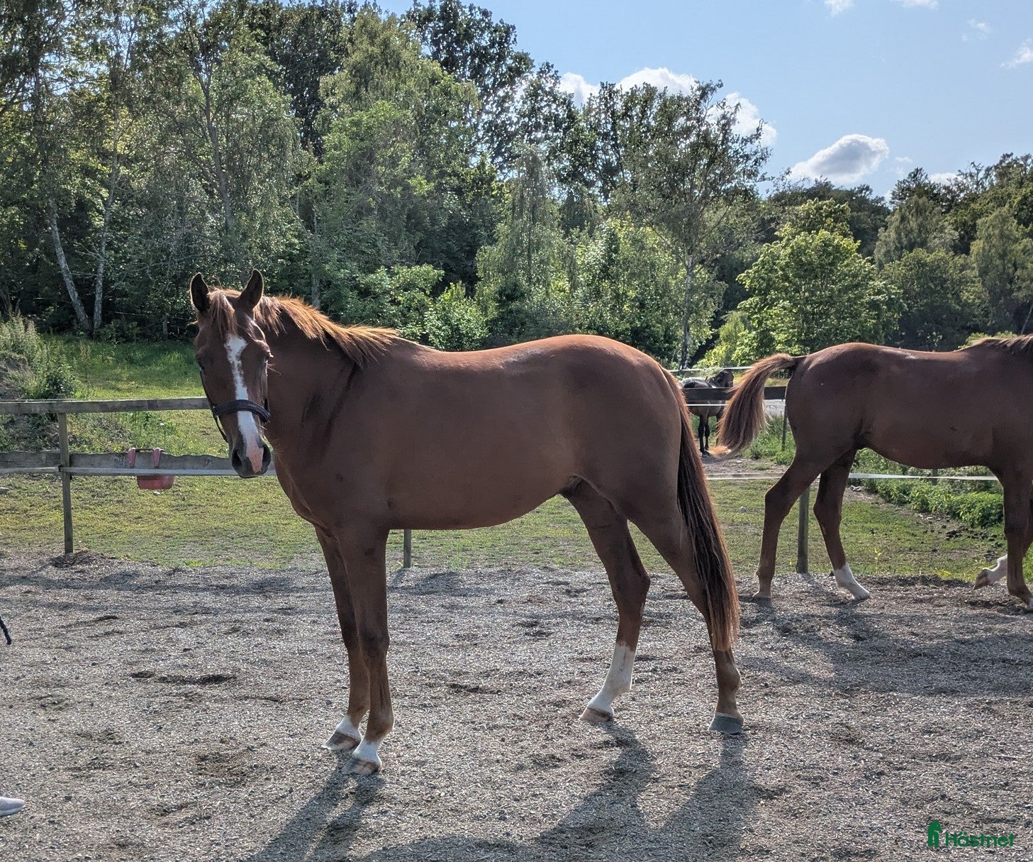 hästar Lovande unghäst med stort hopp  i Mörrum - Annons 6
