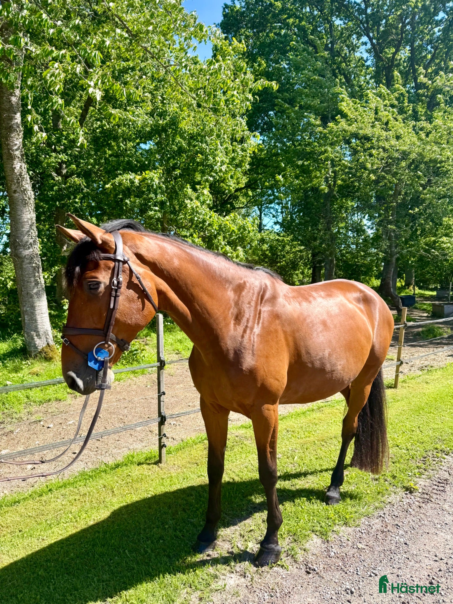  hästar Unghäst för erfaren ryttare🌟 - Annons 15