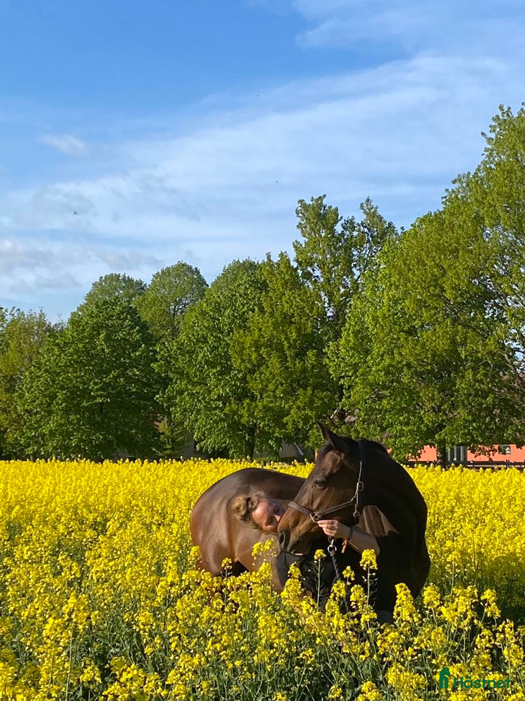 Allround hästar till salu: Lakrits i Genarp - Annons 7
