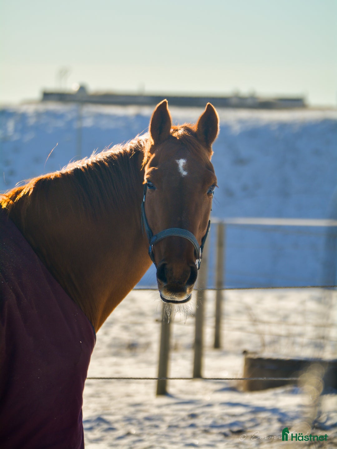 Hästinspirerad heminredning övrig utrustning till salu: Hobbyfotograf söker jobb i skåne med omnejd i Helsingborg - Bild 6