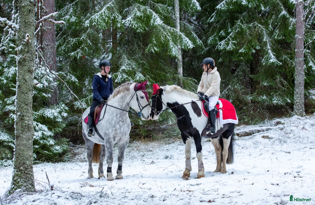  hästgårdar till salu: Uthyres,Lägenhet på hästgård  i Järlåsa - Annons 4