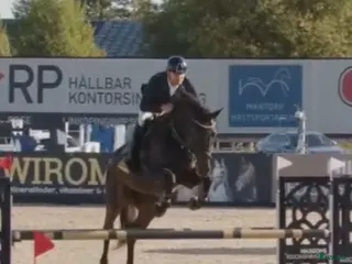 hästar Kvalitetshäst - Annons 22