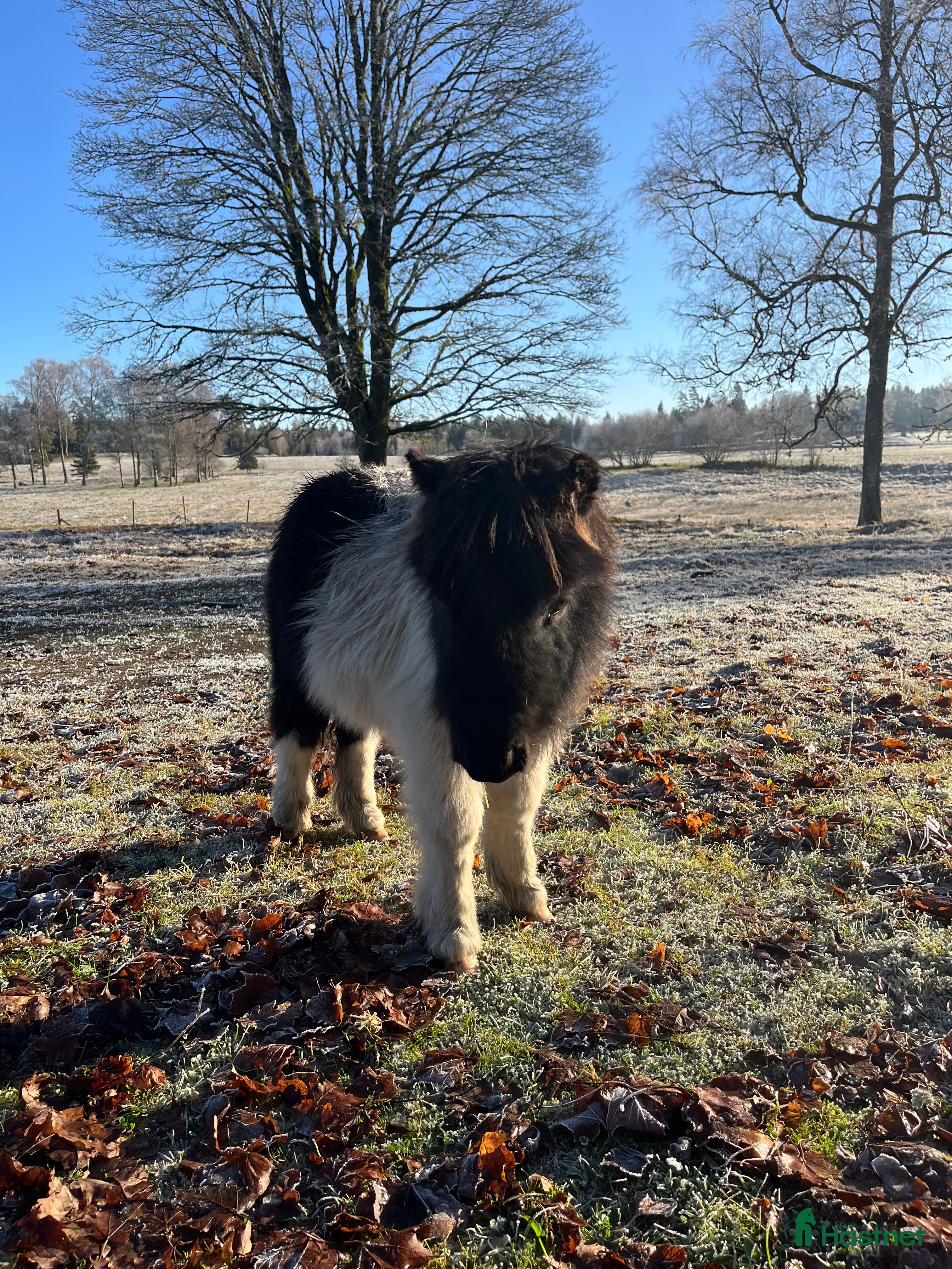  hästar Sötaste shettisen  - Annons 10