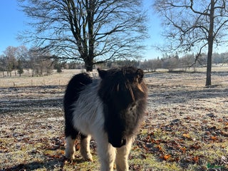 hästar Perfekt julklapp i Långaryd - Annons 7