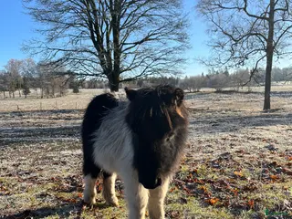 hästar Sötaste shettisen - Annons 10