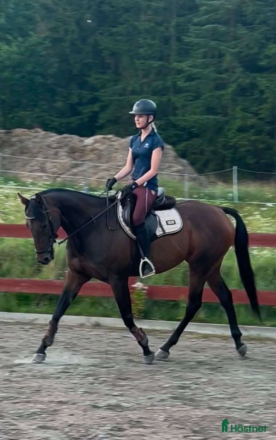  hästar Superfint fullblodssto - Annons 2