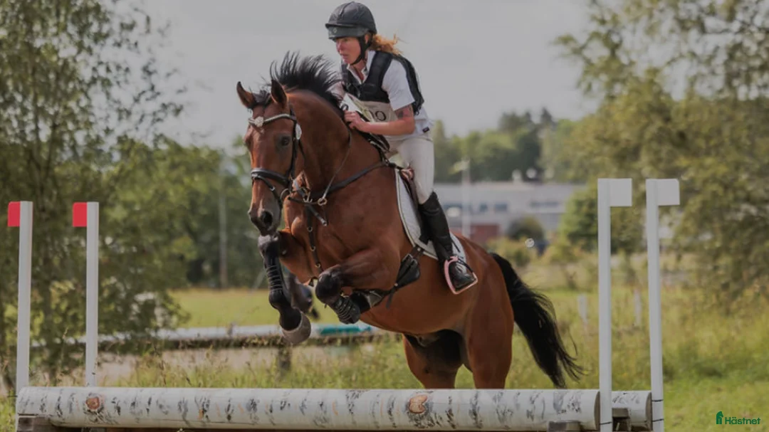 Fälttävlan hästar till salu: Multitalang  i Skara - Annons 1