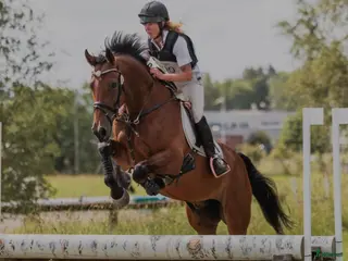 hästar Multitalang i Skara - Annons 9