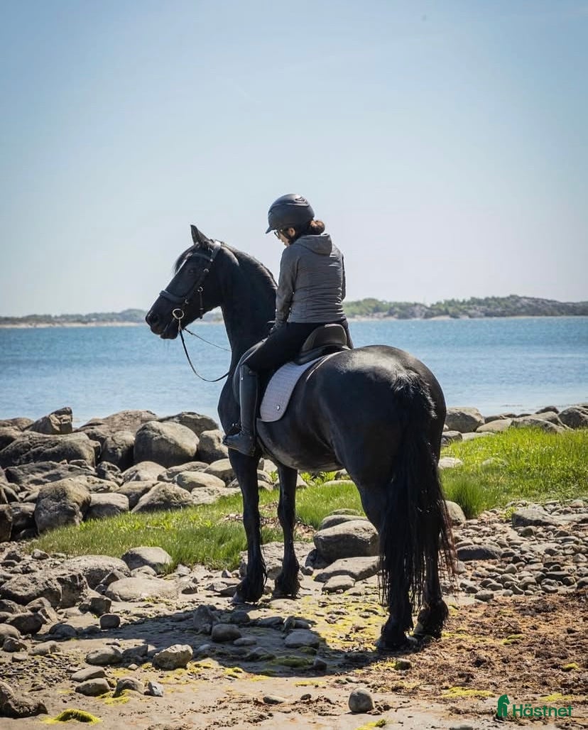  hästar Friesersto e:Jasper 366 i Veddige - Annons 3