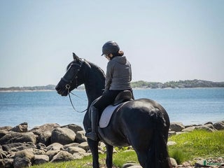 hästar Friesersto e:Jasper 366 i Veddige - Annons 4