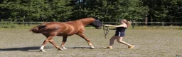 Sällskap hästar till salu: INTRESSEKOLL- världens snällaste valack - Annons 3