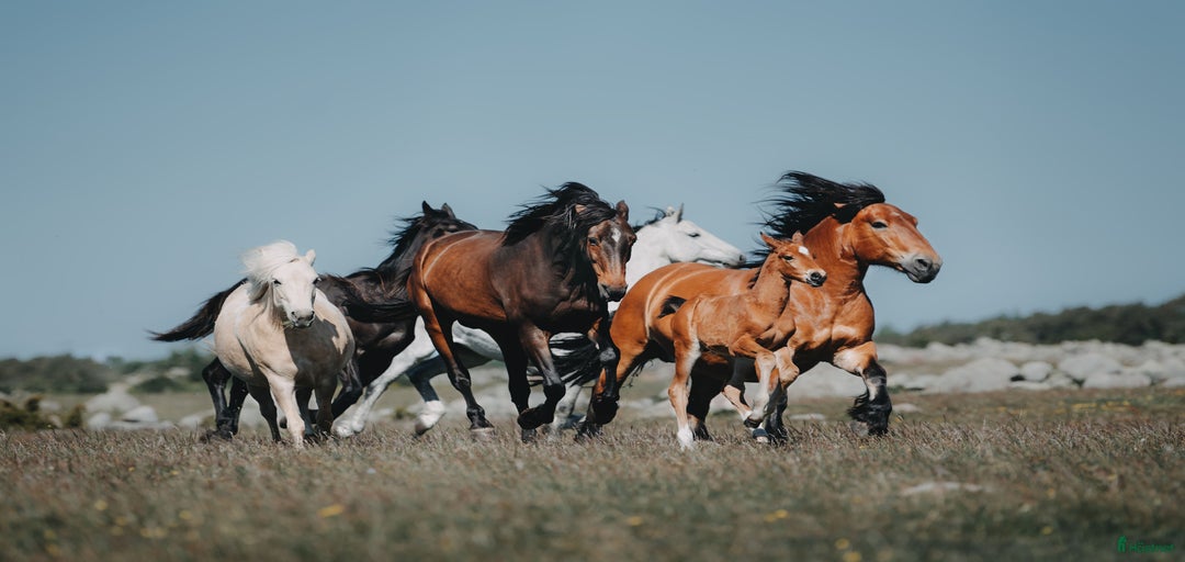 Galleribild {{count}}