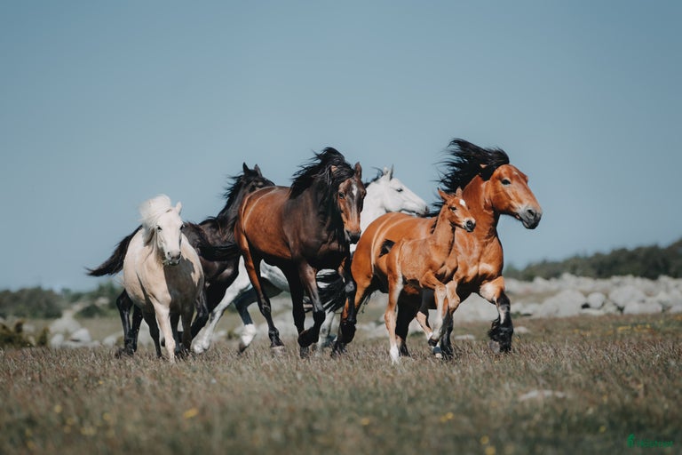 Galleribild {{count}}