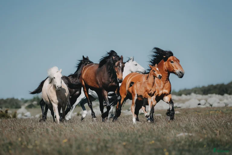 Galleribild {{count}}