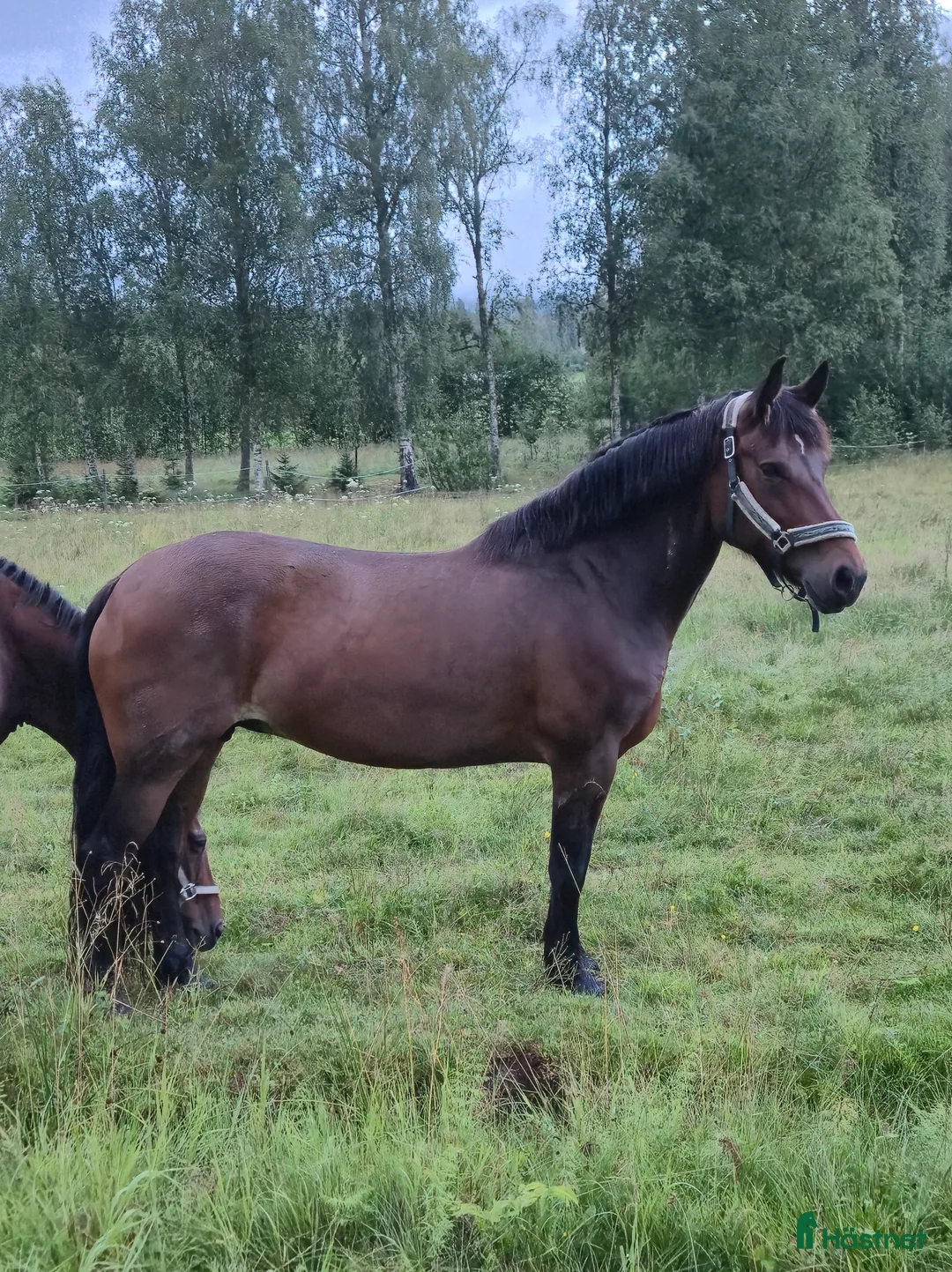 Allround hästar till salu: Snyggt Kallblodssto - Annons 4