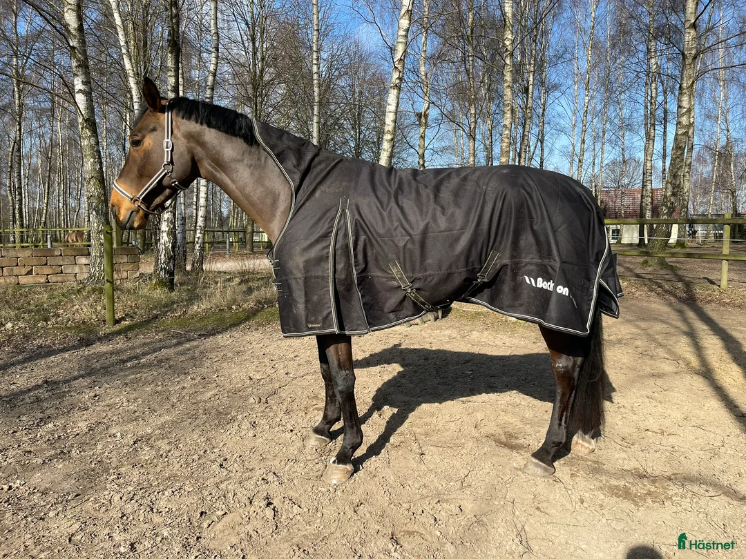 Täcken hästutrustning till salu: BoT Brianna utetäcke 50g - Annons 1
