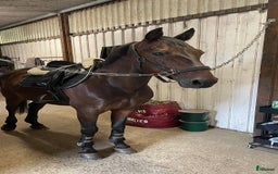 Allround hästar till salu: Fantastisk D-ponny till salu i Bankeryd - Annons 3