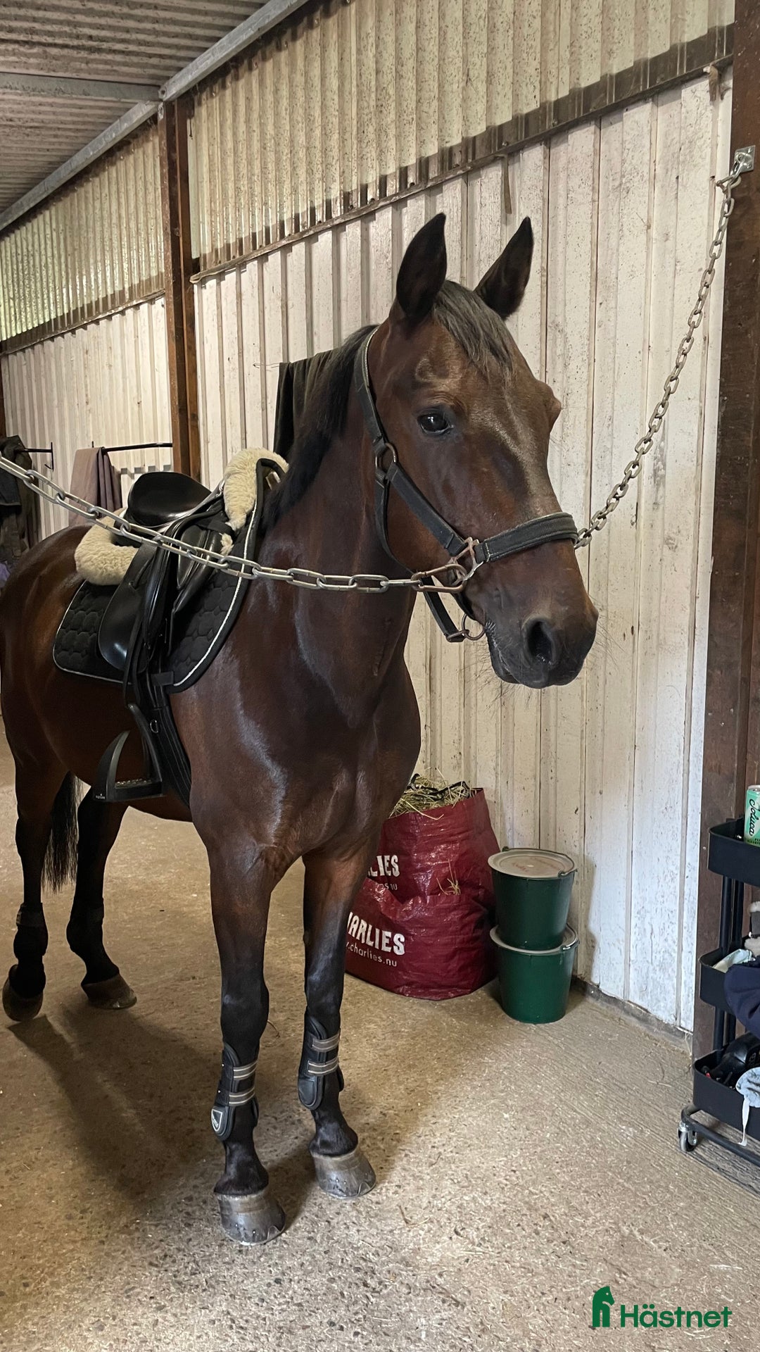 Allround hästar till salu: Fantastisk D-ponny till salu i Bankeryd - Annons 3