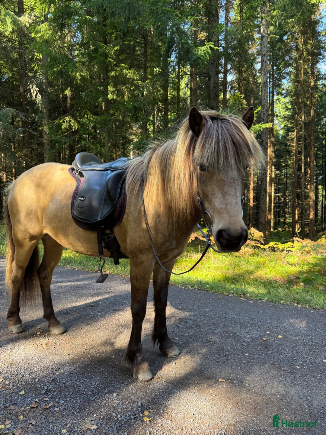  medryttarhäst finnes: Medryttare till islandshäst - Annons 2