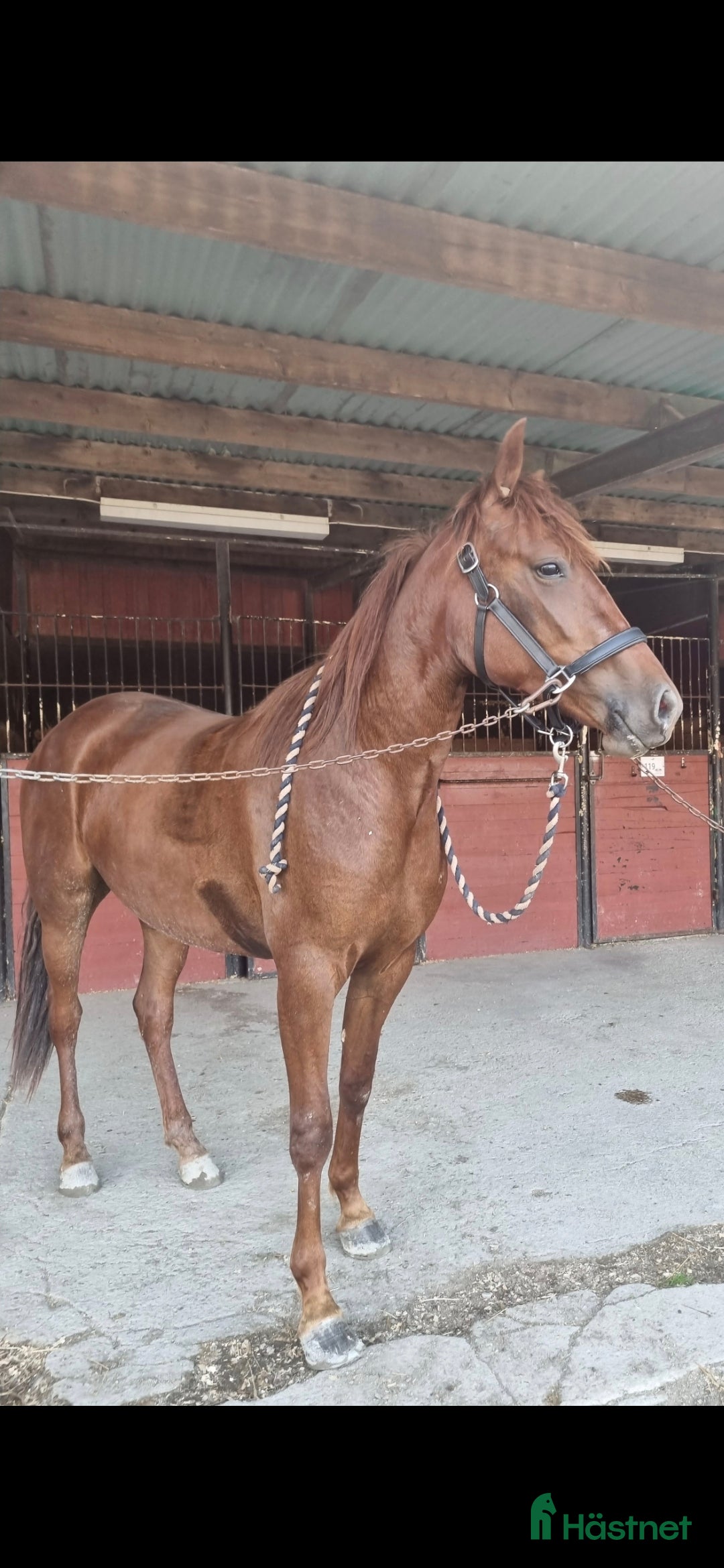  foderhäst finnes: Varmblodssto i Eskilstuna - Annons 1