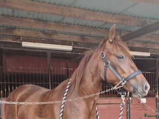 foderhäst Varmblodssto i Eskilstuna - Annons 1