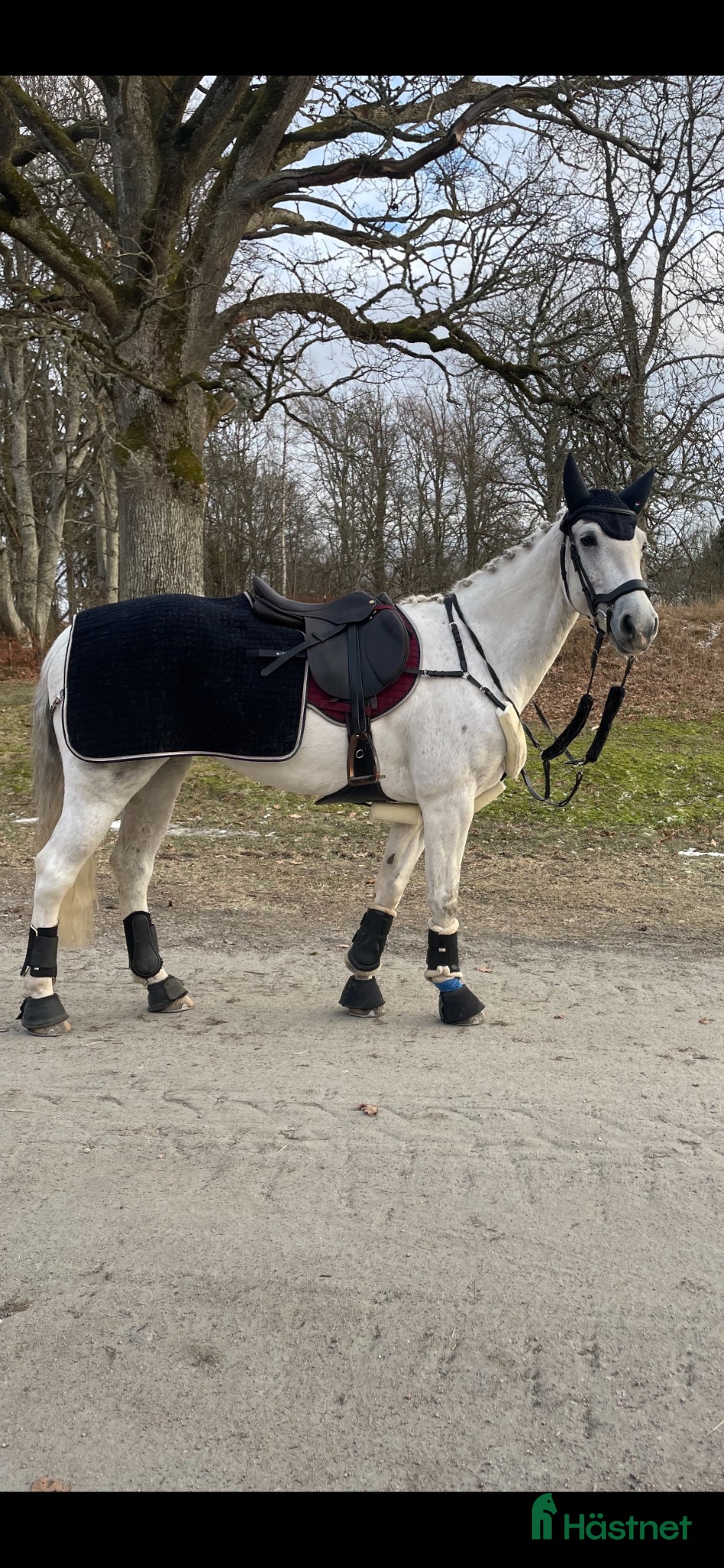  hästar D ponny sto med stor potential💫 - Annons 4