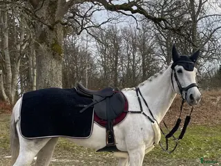 hästar D ponny sto med stor potential💫 - Annons 4