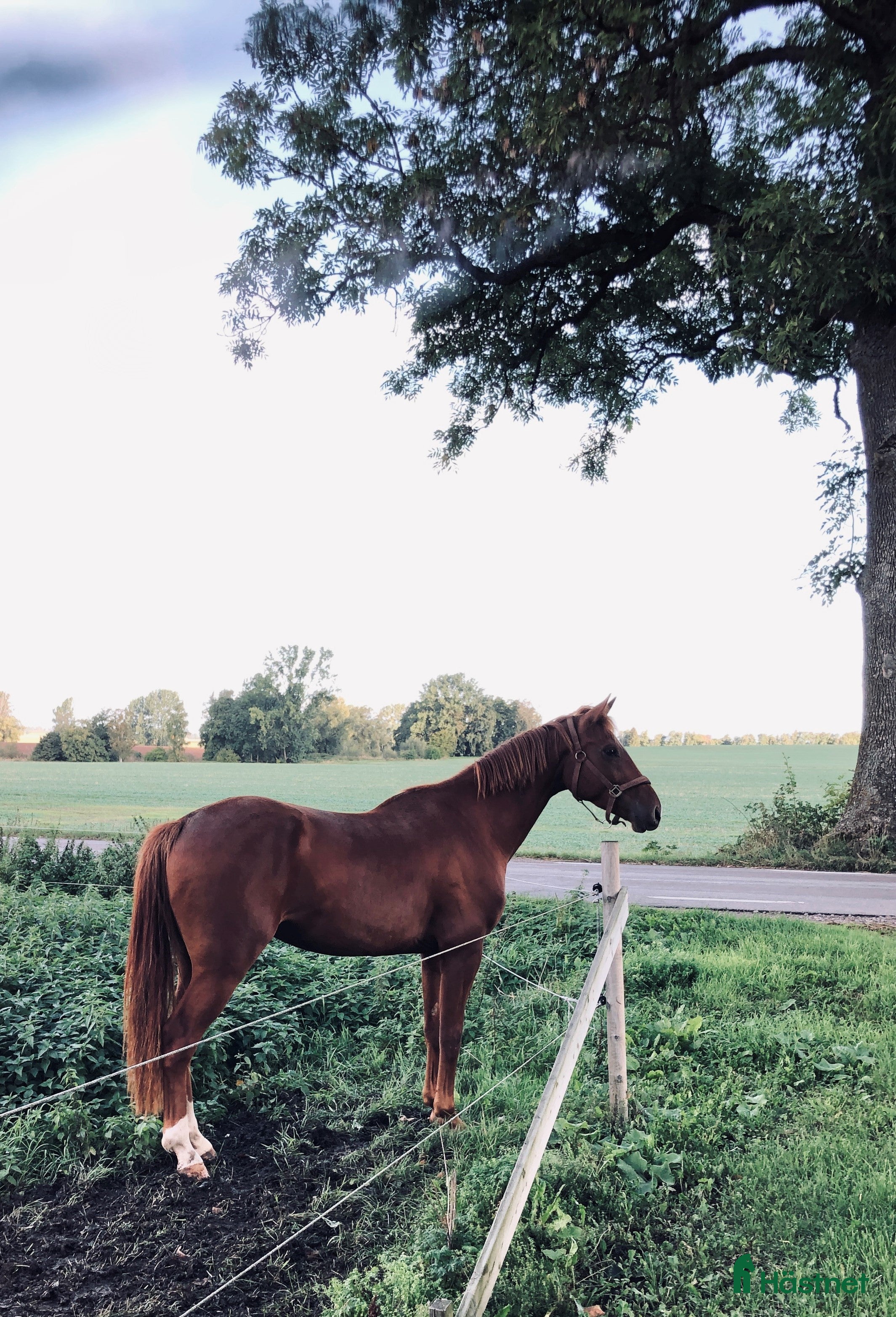  medryttarhäst finnes: Medryttare sökes i Örebro - Annons 21