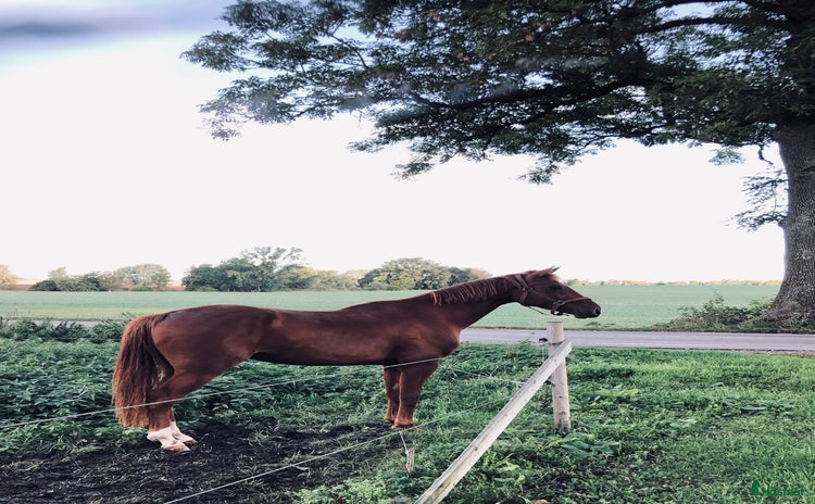  medryttarhäst finnes i Lillkyrka - Annons 12