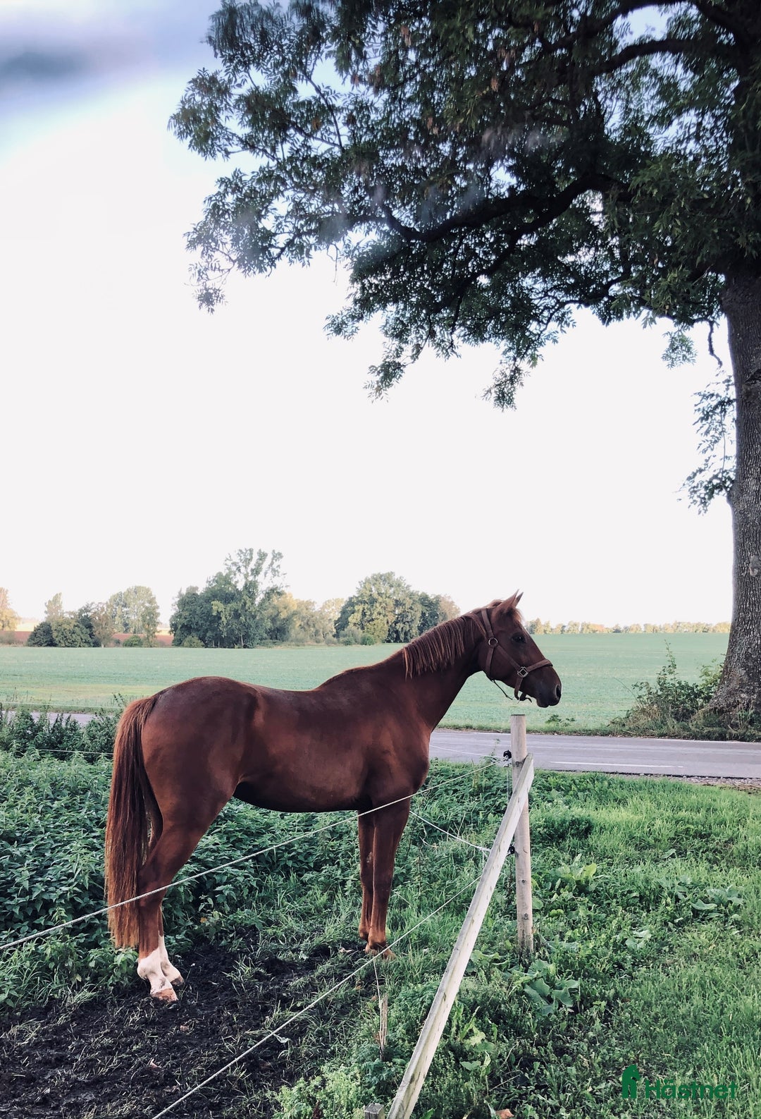  medryttarhäst finnes: Medryttare sökes i Örebro - Annons 1