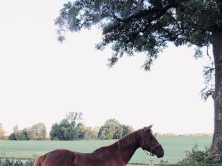 medryttarhäst finnes: Medryttare sökes i Örebro i Lillkyrka - Annons 10