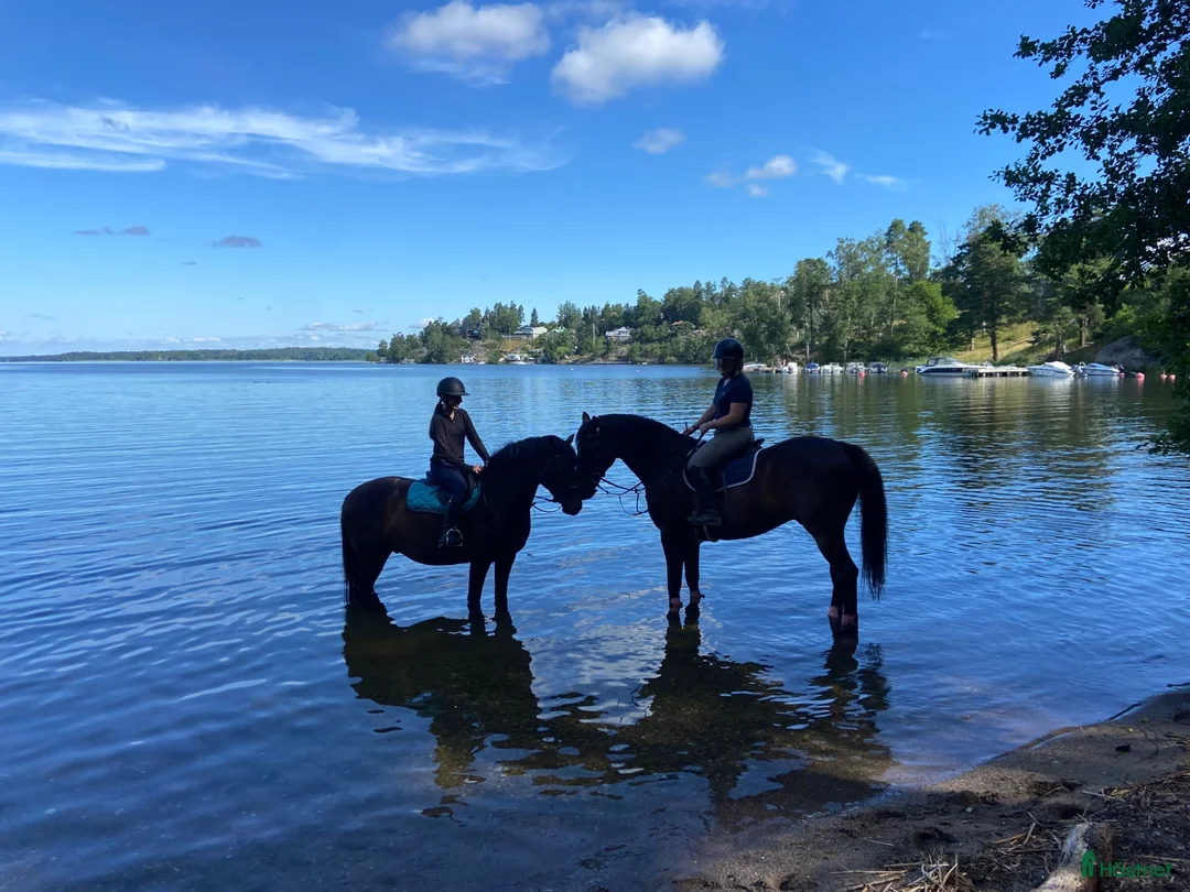  stallplats finnes: 🐴 Stallplats uthyres på Asknäs gård – Ekerö 🌿 i Ekerö - Annons 9