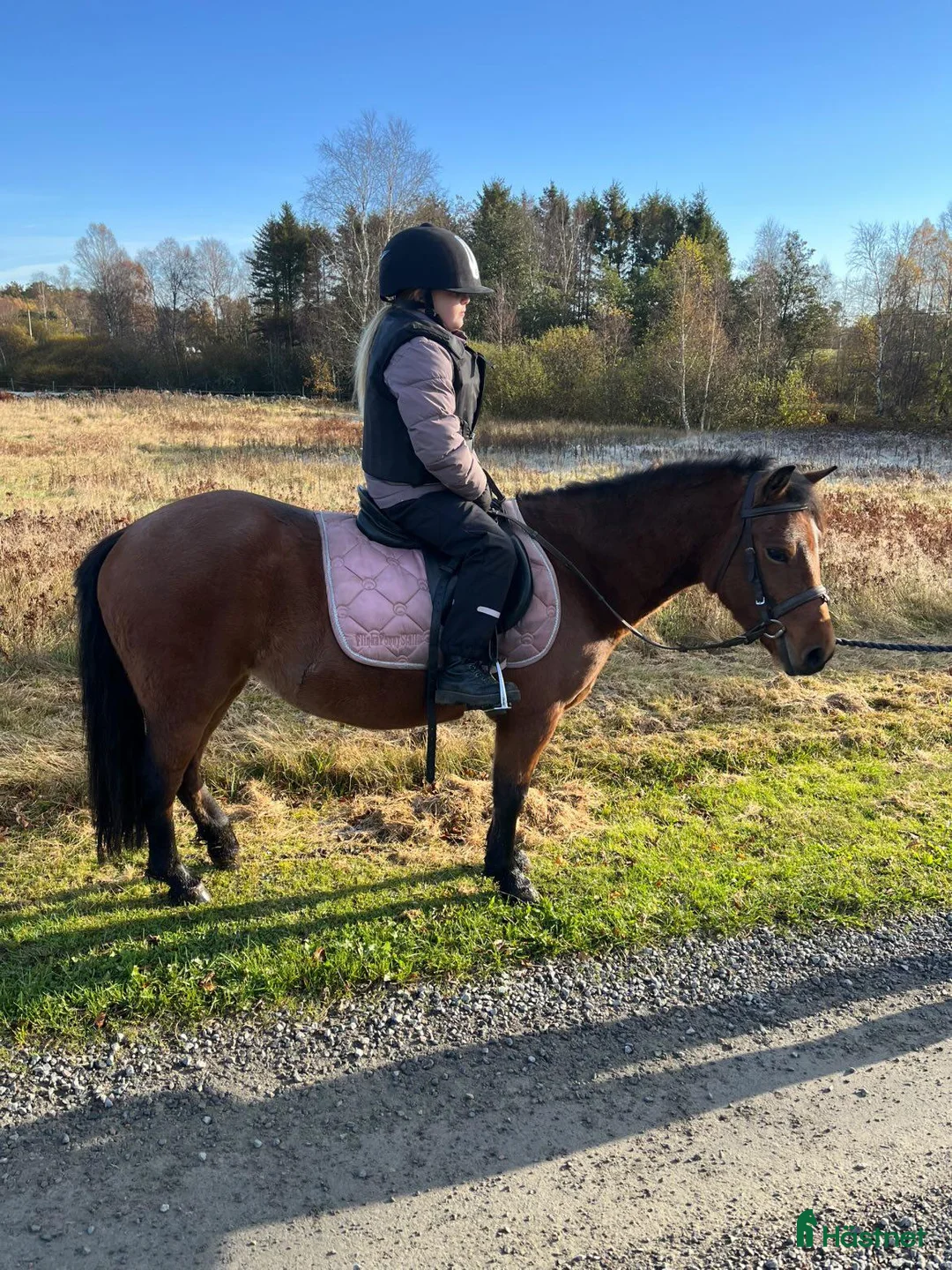 Allround hästar till salu: Allround ponny  i Örkelljunga - Annons 4