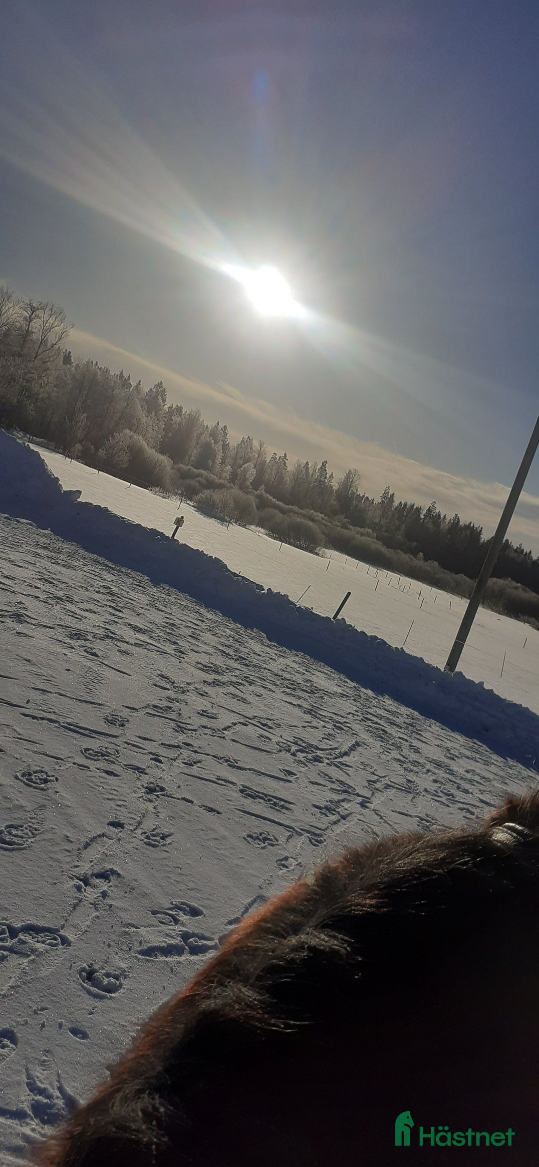  stallplats finnes: Lösdrift där hästar får vara hästar. i Tjällmo - Annons 11