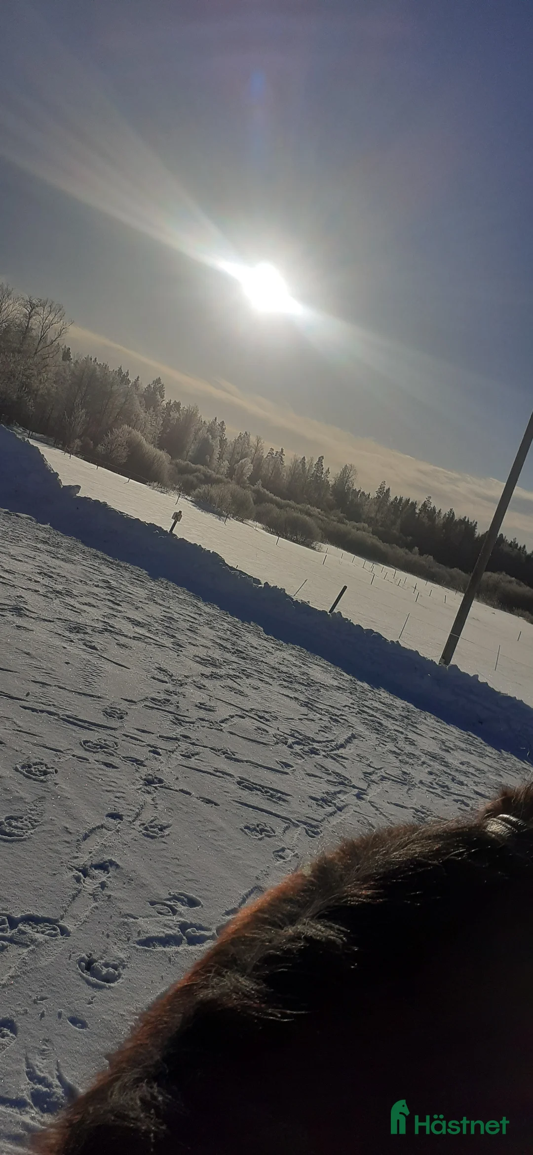  stallplats finnes: Lösdrift där hästar får vara hästar. i Tjällmo - Annons 11