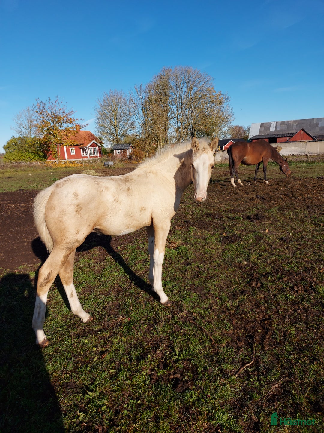 Allround hästar till salu: Hingstunge med utstrålning.  i Falköping - Annons 5