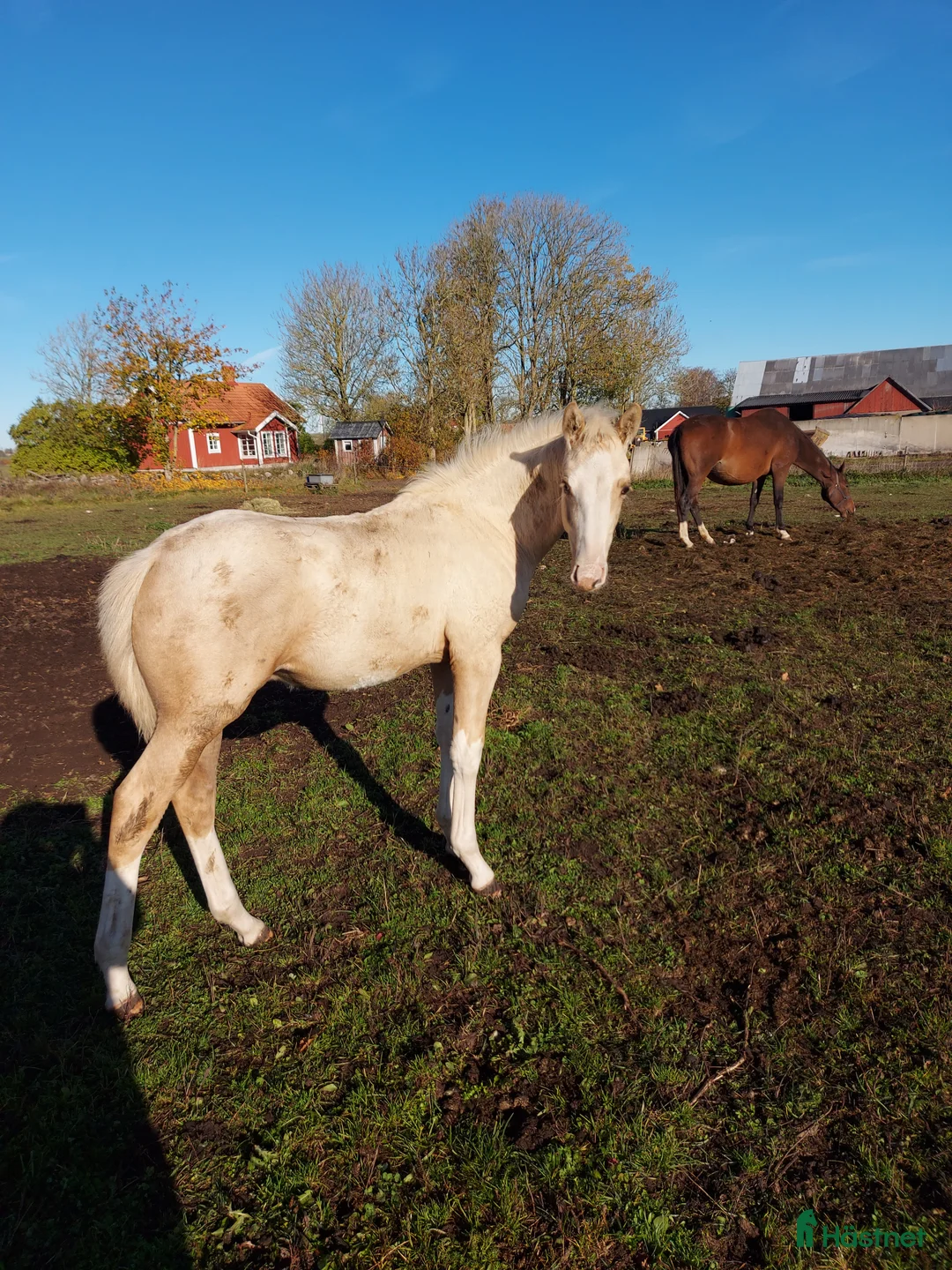 Allround hästar till salu: Hingstunge med utstrålning.  i Falköping - Annons 5