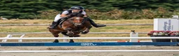 Hoppning hästar till salu: Rallyräka! - Annons 1