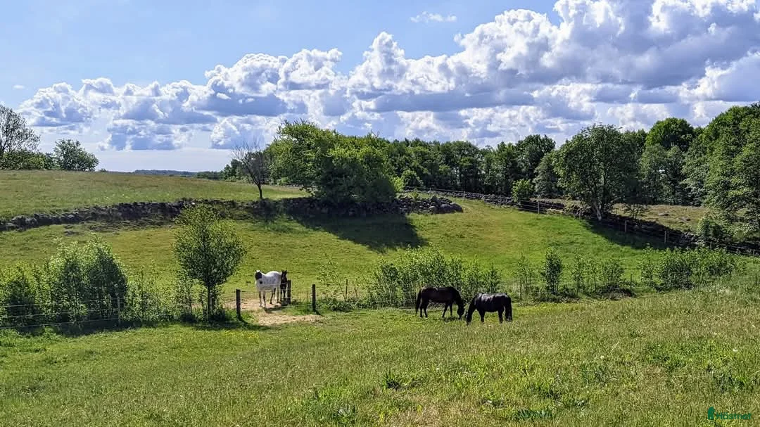  stallplats finnes: 1 ledig plats på underbar lösdrift  i Hörby - Annons 21