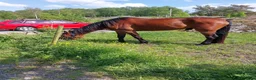 Working Equitation hästar till salu: Höwings Unicorn mångsidig valack i Göteborg - Annons 8