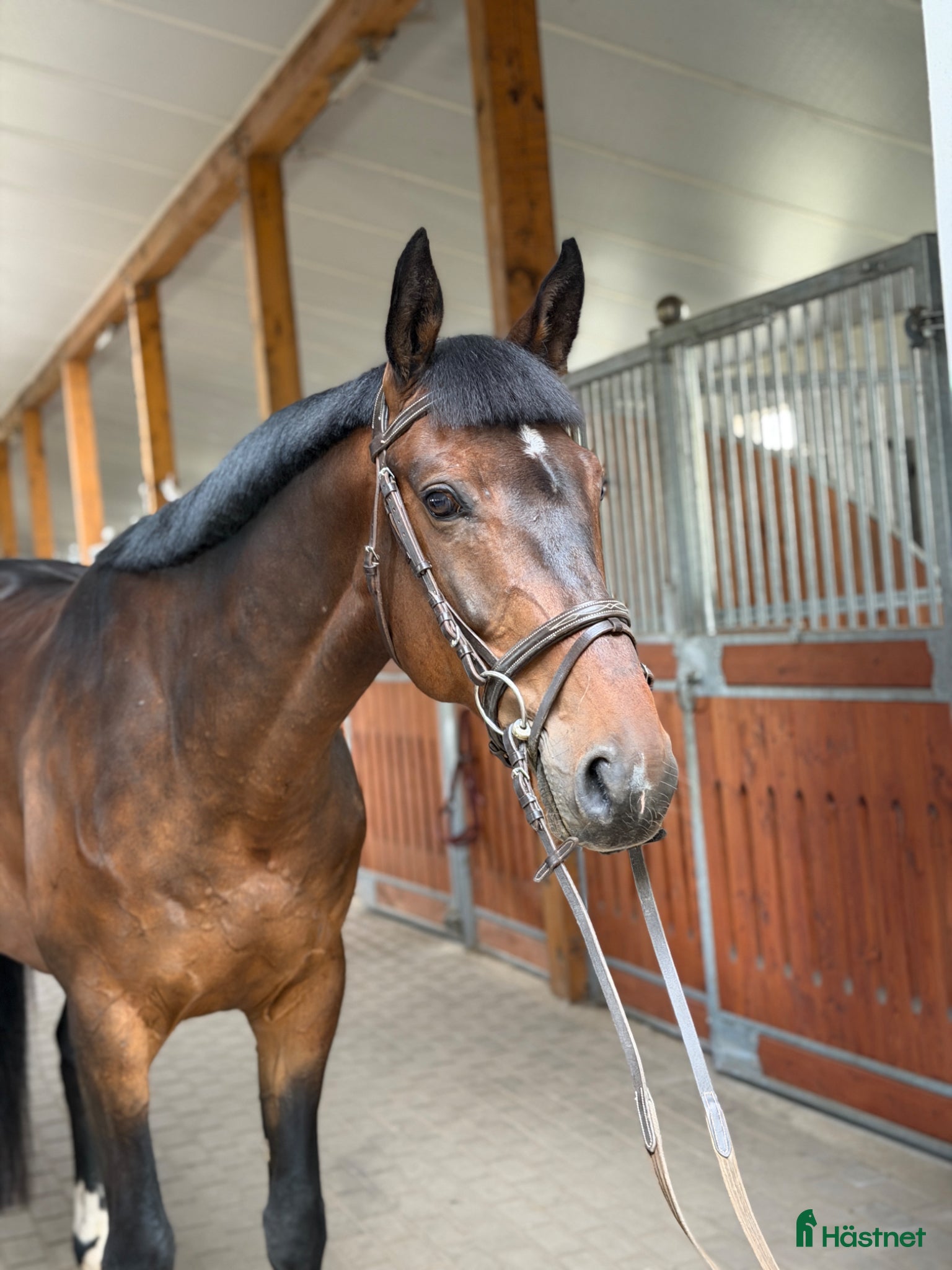  hästar Gorgeous gelding with good mind! - Annons 2