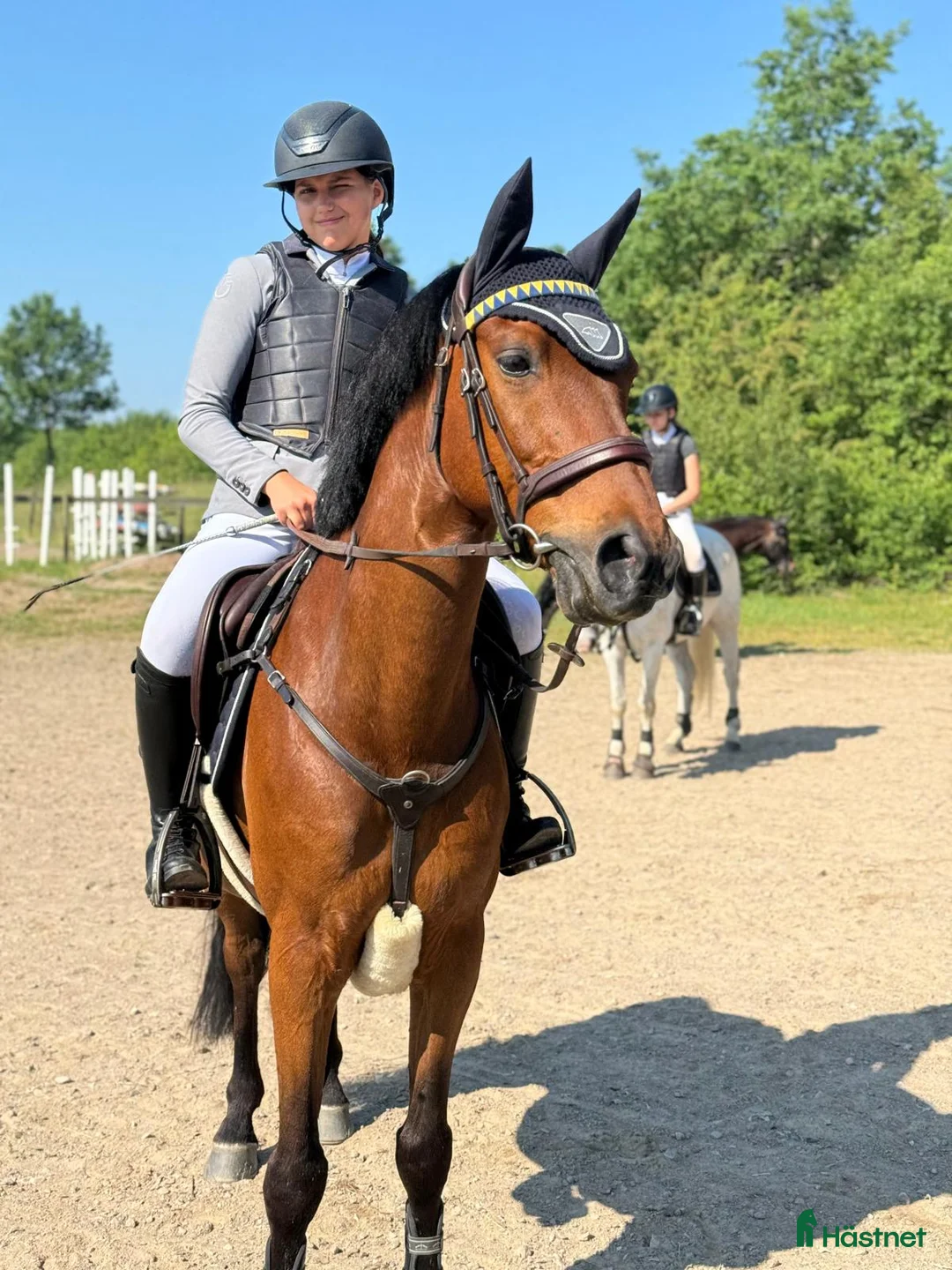 Hoppning hästar till salu: Världens bästa vän och tävlingskamrat! i Viken - Annons 3