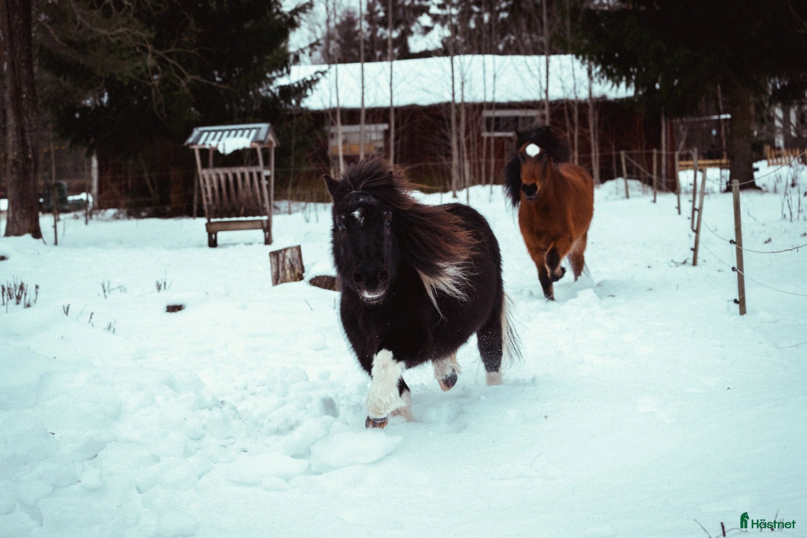  hästar Lugn och snäll shetlandsponny sto  🐴❤️ - Annons 1